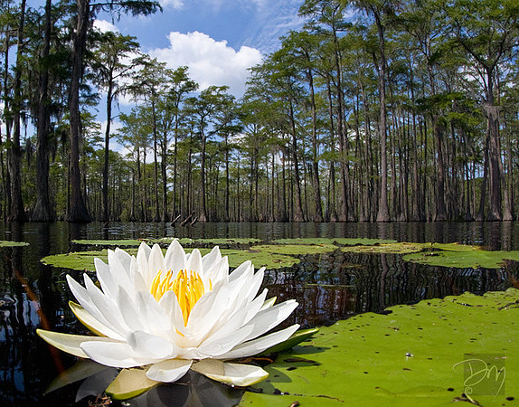 Lily & Cypress