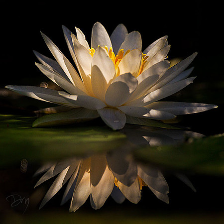 Lily Light Solo