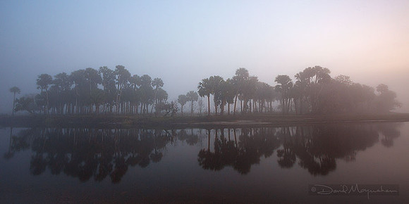 Misty_Palm_Pano