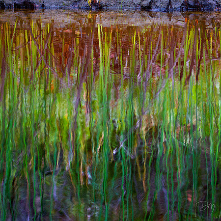 Monet on Myakka