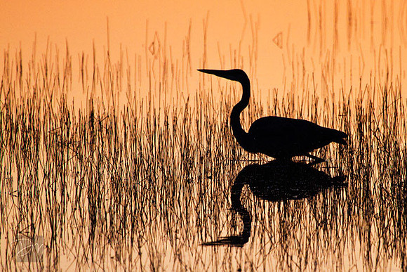Zen Heron