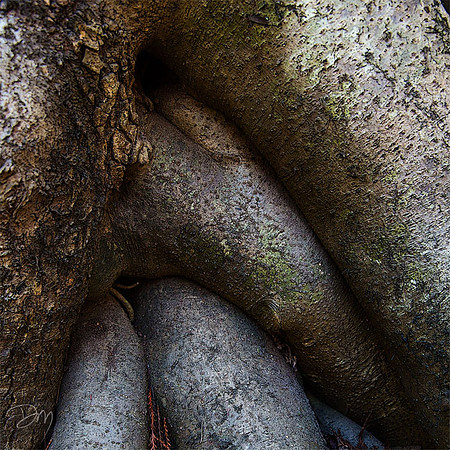 Braided Roots