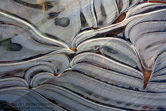 Zebra Ice