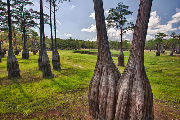 Double Tree Dry