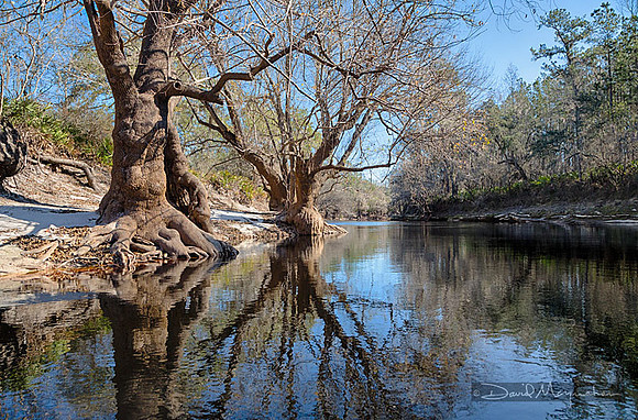 Tree Muscle Reflections