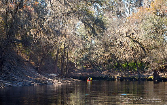 Dwarfed on Suwannee
