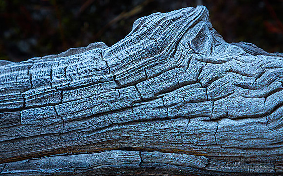 Frosted Driftwood