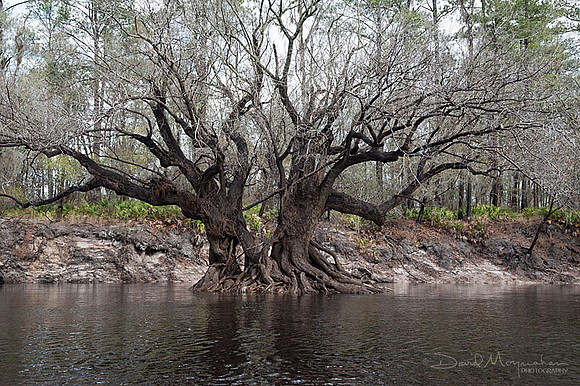 Ogeechee Tupelo Twins