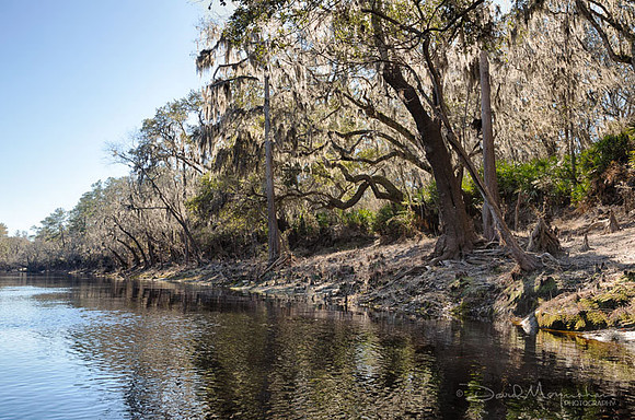 Suwannee Oaks