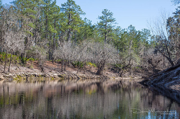 Placid Suwannee