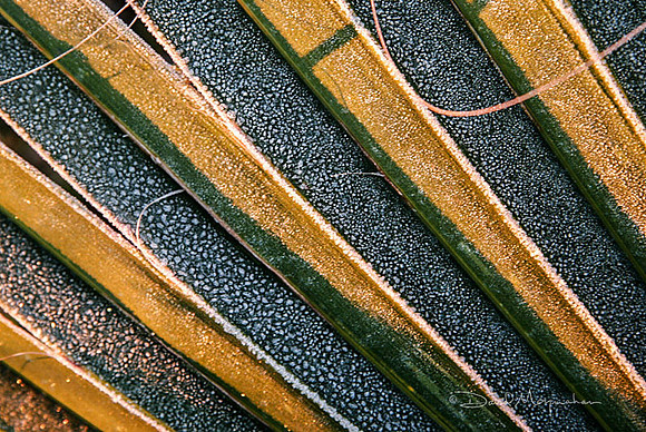 Icy Palm Pattern