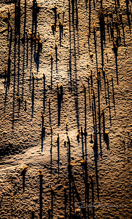 Art in Sand & Shadow