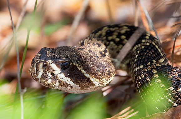 Diamondback Rattlesnake