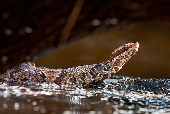 Cottonmouth