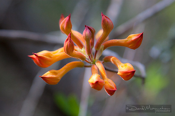 Wild Azalea Buds
