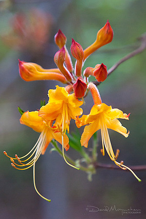 Wild Azaleas