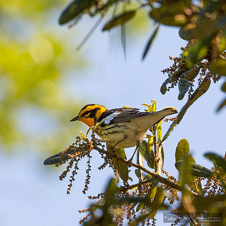 Blackburnian Warbler