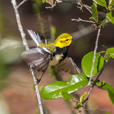 Black-Throated Green Flight