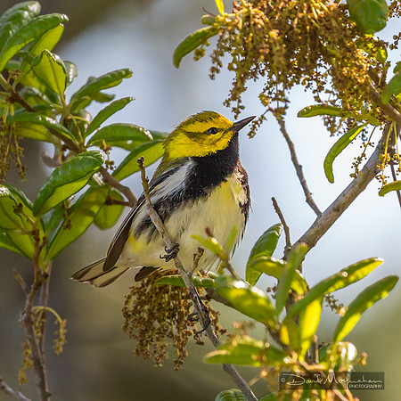 Black-throated Green Warbler 2
