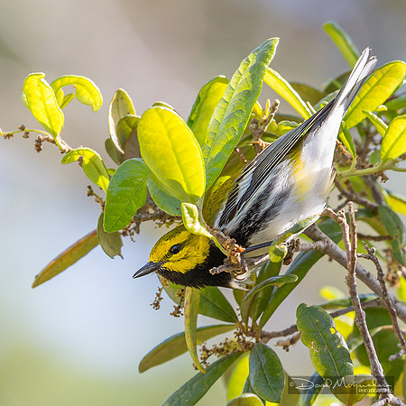 Black-throated Green Warbler