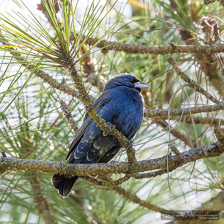 Blue Grosbeak