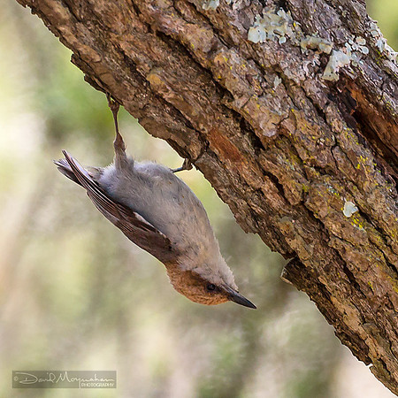 Brown-headed Nuthatch