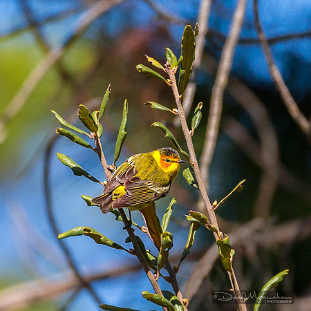 Cape May Warbler 2