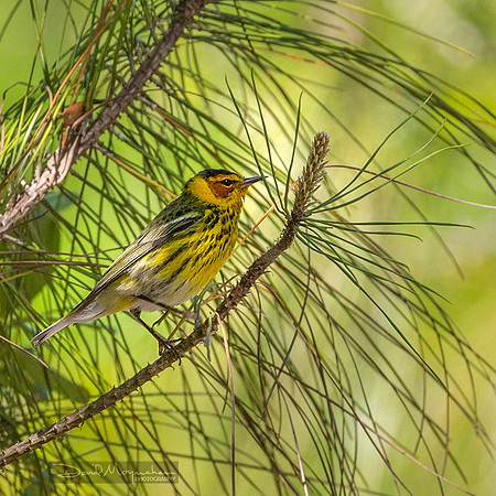 Cape May Warbler 3