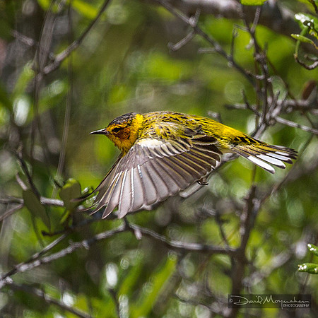 Cape May Warbler Flight