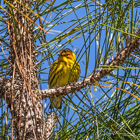 Cape May Warbler
