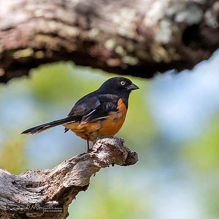 Eastern Towhee