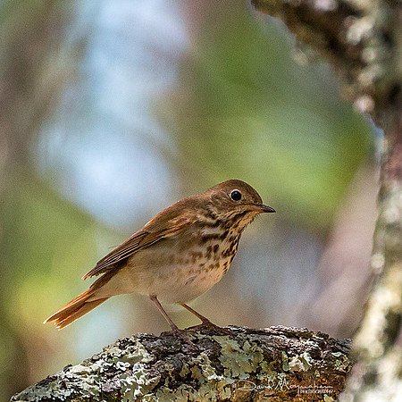 Hermit Thrush