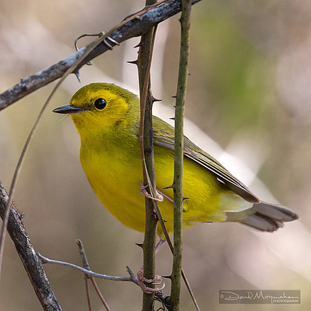 Hooded Warbler Immature