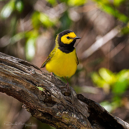 Hooded Warbler