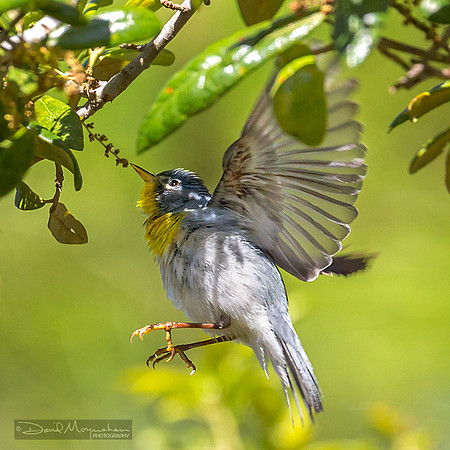 Parula Flight