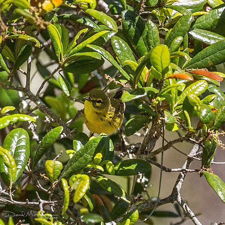 Prairie Warbler