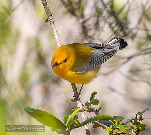 Prothonotary Warbler