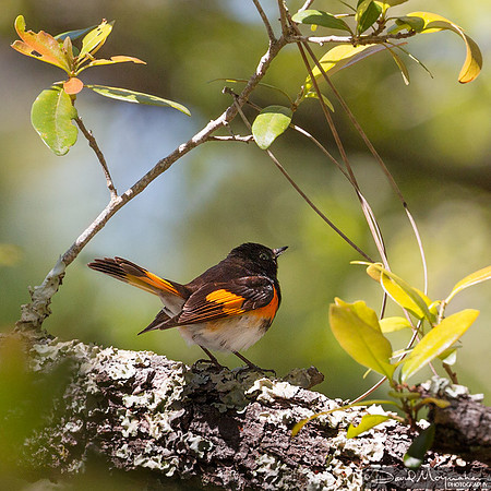 Redstart 2