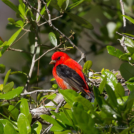 Scarlet Tanager 2