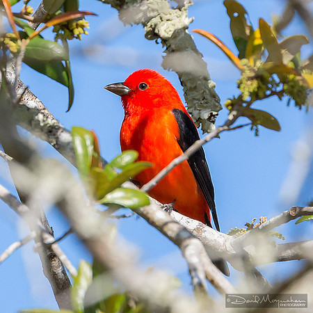 Scarlet Tanager