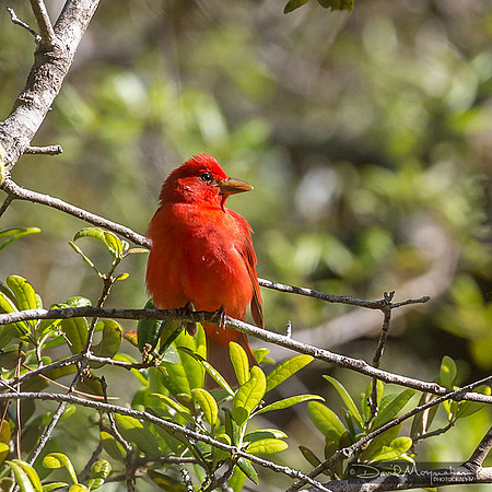 Summer Tanager Male