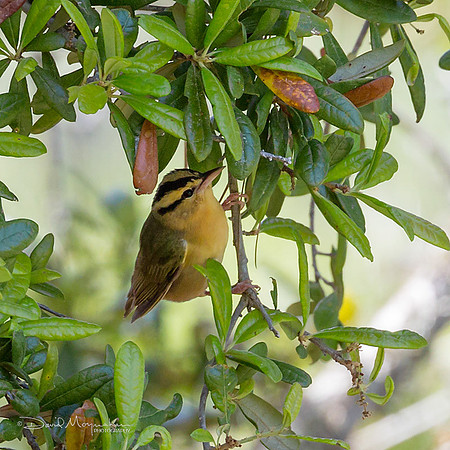 Worm-eating Warbler
