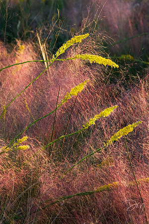Goldenrod in Muhley Grass