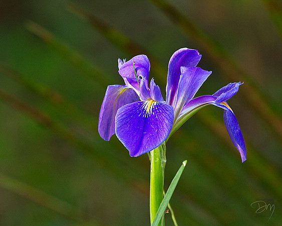 Iris & Bokeh
