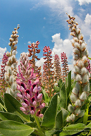 Lady Lupine