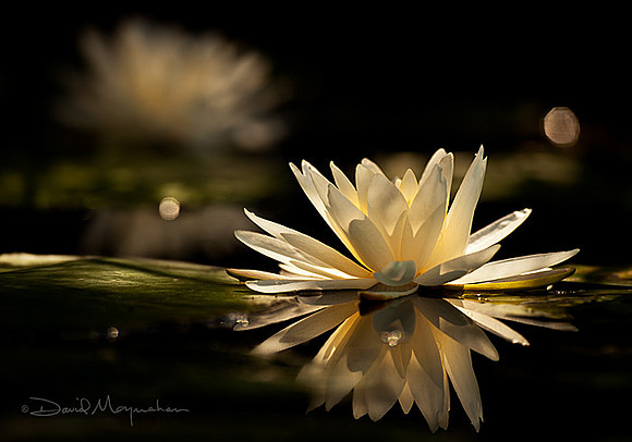 Lily Light