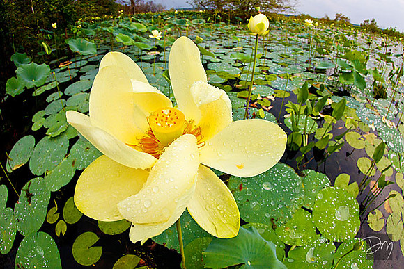 Lotus after the Rain