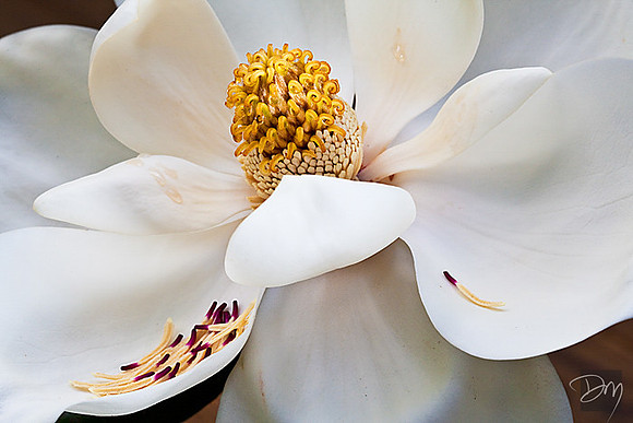 Magnolia grandiflora