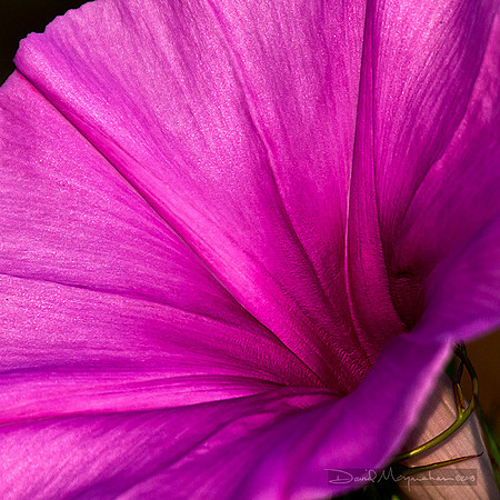 Morning Glory