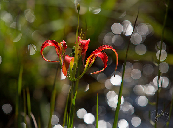 Speculated Pine Lily